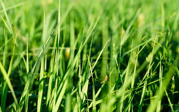 Foto groen jong gras close-up