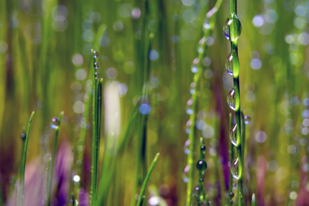 Groen, jong gras met dauwdruppels en verblinding door de zon