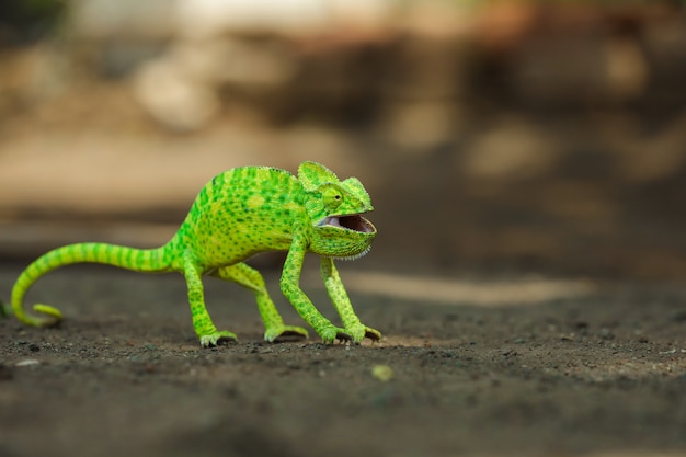 Groen kameleon India