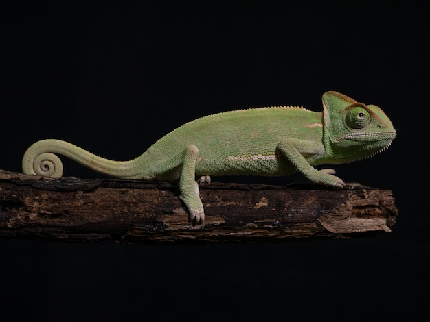 Groen kameleon op houten, dierlijke close-up.