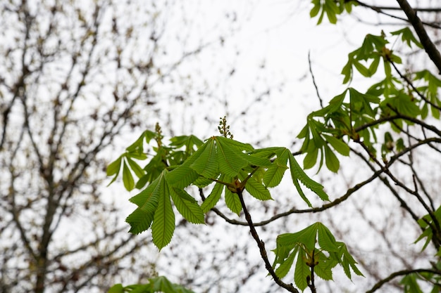 Foto groen kastanjeblad in het vroege voorjaar, nieuw leven