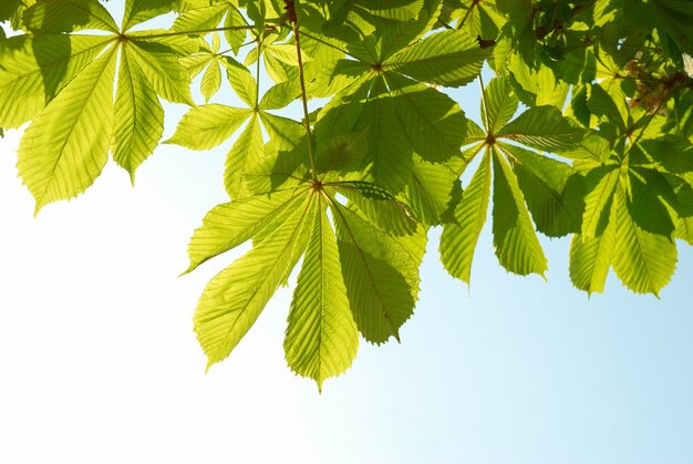 Groen kastanjeblad met zonnige blauwe lucht.