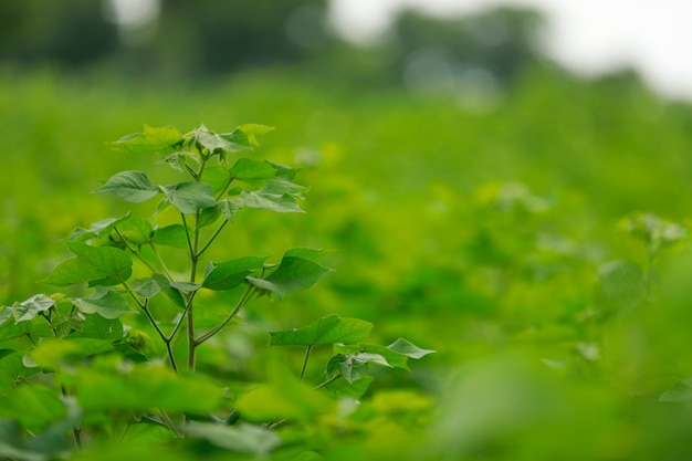 groen katoen veld in India