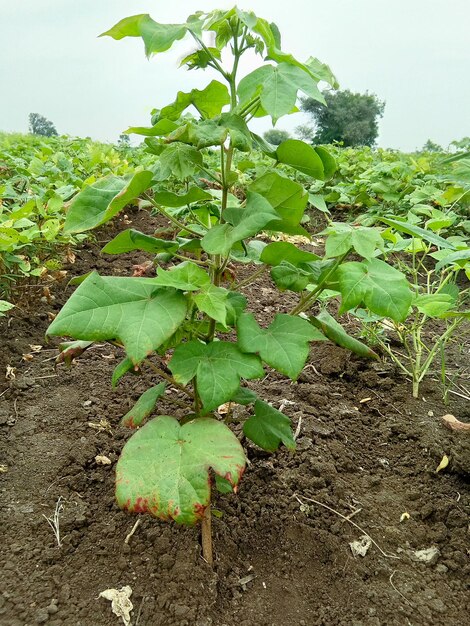 Groen katoenveld in boerderij