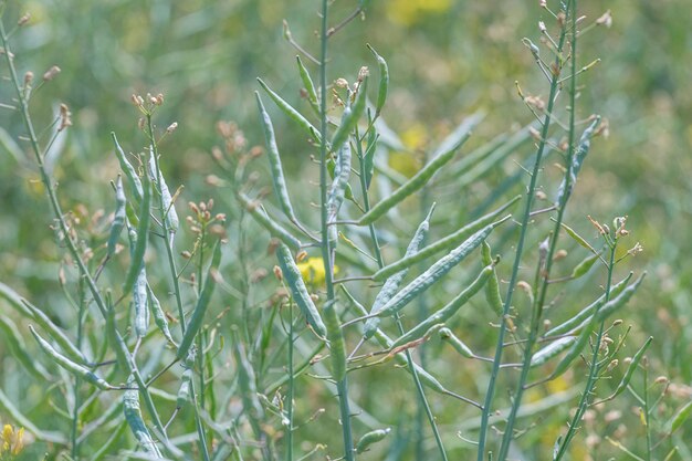 Groen Koolzaadveld, Koolzaadstelen, Koolzaaddozen