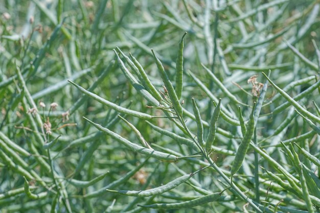 Groen Koolzaadveld, Koolzaadstelen, Koolzaaddozen