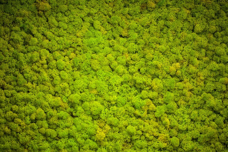 Groen korstmos, de achtergrond van de Mosmuur