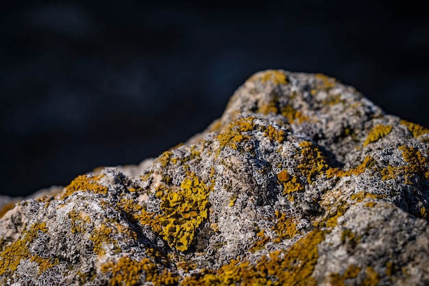 Foto groen korstmos op de stenen