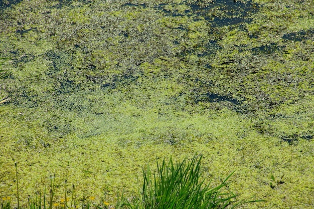 Groen kroos op het wateroppervlak