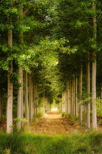 Groen landschap van bomen die in perspectief een tunnel van vegetatie vormen.