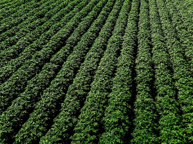 Groen landveld van aardappel met rijlijnen bovenaanzicht luchtfoto drone foto