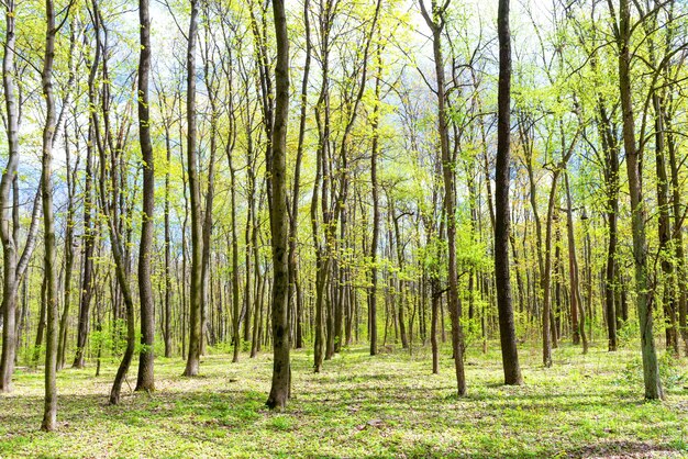 Groen lentebos met jonge nieuwe groene bladeren aan de bomen