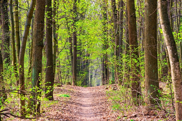 Groen lentebos