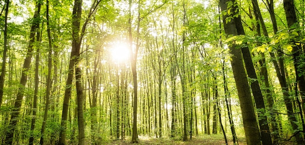 Groen loofbos met onverharde wegtextuur