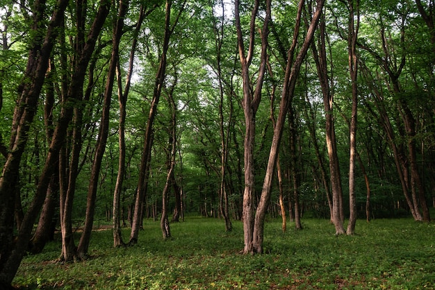 Groen loofbos overdag, prachtige natuurlijke achtergrond