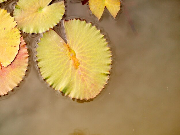 Groen Lotus-blad met waterdaling als achtergrond.