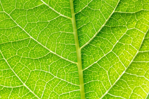 groen macroblad mooie grote heldere regendruppels op macro groene bladeren waterdruppels sprankelend