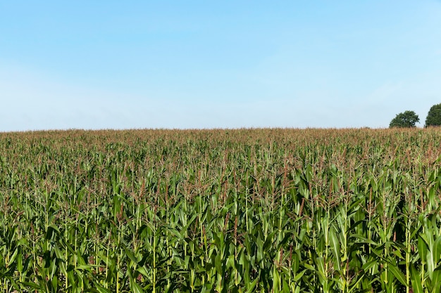 Groen maïsveld - Landbouwgebied waarop groene maïs, onrijpe maïs groeit