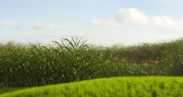 Groen maïsveld met kolven Maïsplant in 3D