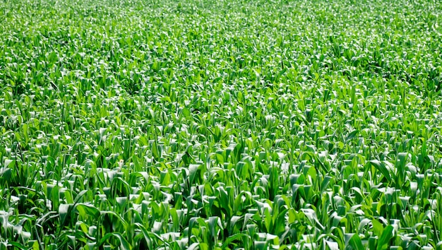 Groen maïsveld op een zomerdag, landbouw