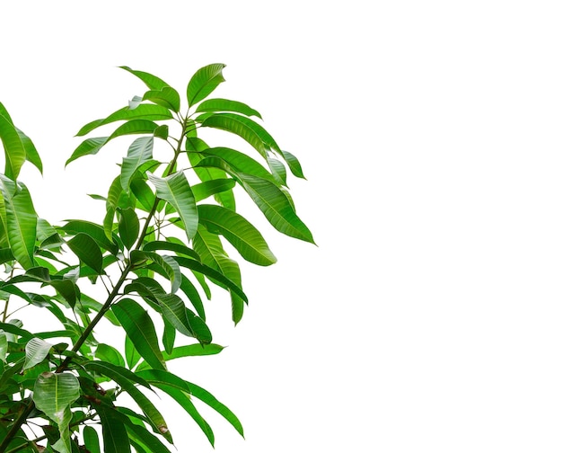 Groen mangoblad dat op witte achtergrond wordt geïsoleerd