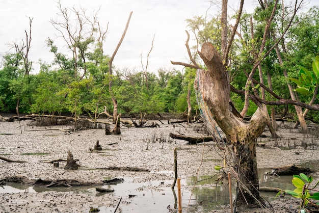 Groen mangrovebos bij eb Mangrovebomen vangen CO2 op Netto nulemissie Blauwe koolstof