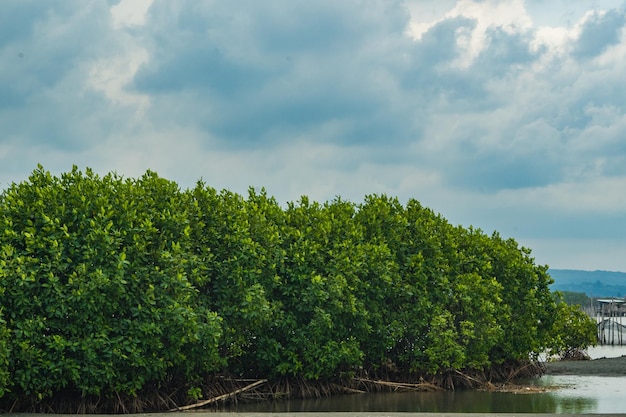 Groen mangrovebos bij het Tirang-strand Semarang Midden-Java Indonesië