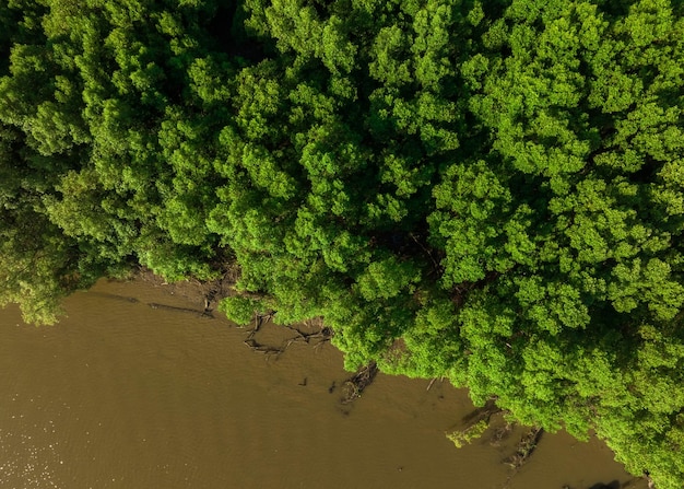 Groen mangrovebos met ochtend Mangrove-ecosysteem Natuurlijke koolstofputten Mangrovevangst