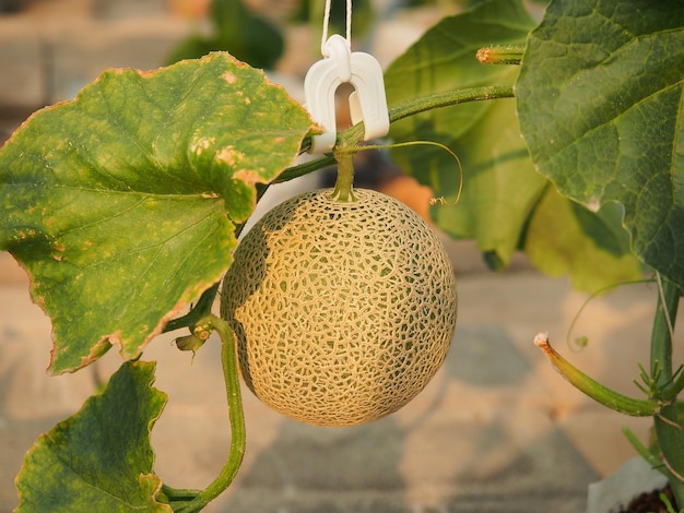 Groen meloenfruit dat aan boom hangt in biologische kas