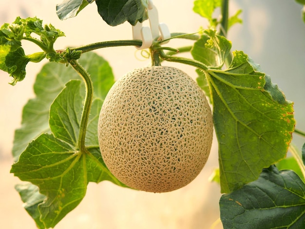 Groen meloenfruit dat aan boom hangt in biologische kas