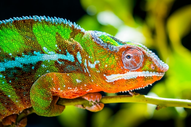 Groen met oranje kameleon in het wild op een tak die zijwaarts kijkt