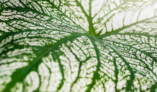 Foto groen met witte aderen laat abstracte natuur achtergrond