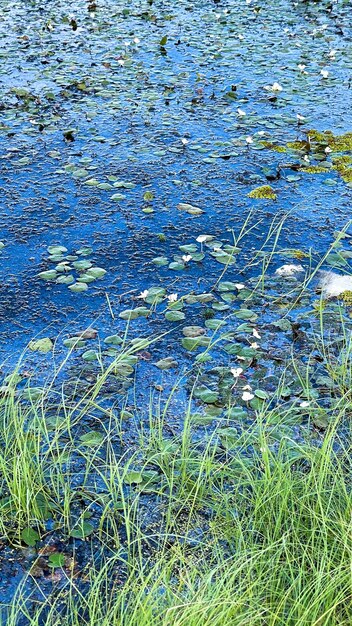 groen moeras met stilstaand water