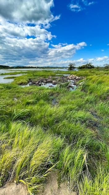 groen moeras met stilstaand water