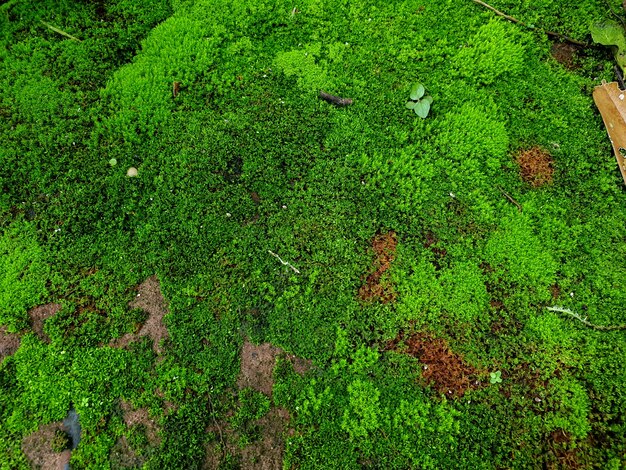 Groen mos bedekt op de steen