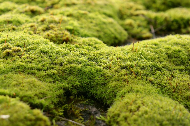 Groen mos close-up macrofotografie Schermbeveiliging