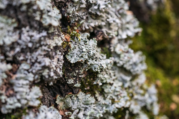 Groen mos en korstmos groeit op een close-up van de boomboomstam.