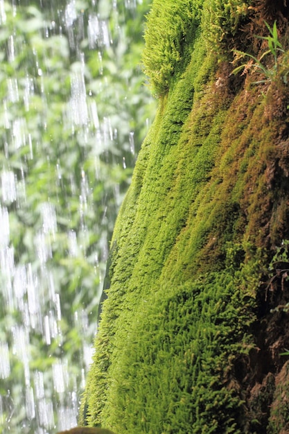 Groen mos groeit op de rotsen tegen de waterval