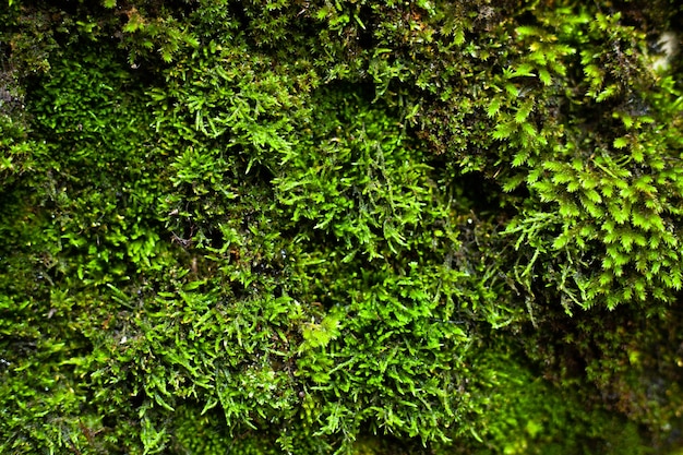 groen mos na regen in de herfst