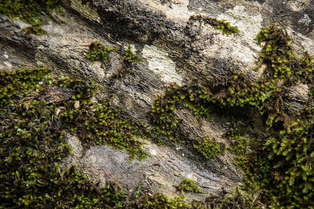 Groen mos na regen in de herfst