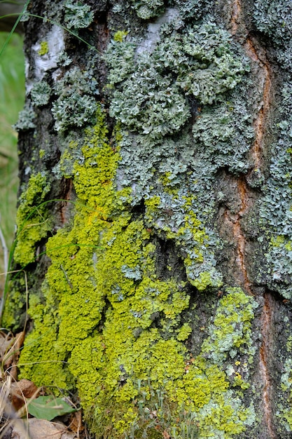 Groen mos op de close-up van de schorsboom