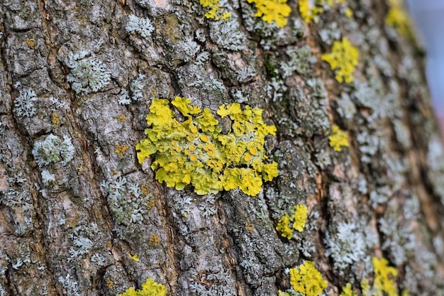 Groen mos op de schors van een boom close-up