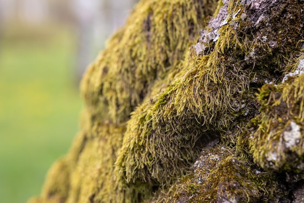 Foto groen mos op de schors van een boom in het bos selectieve focus