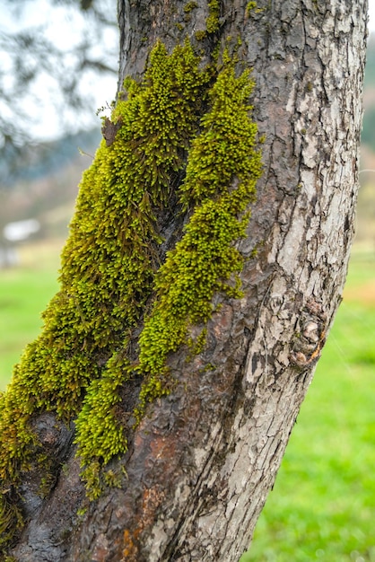 Groen mos op een boom in bos