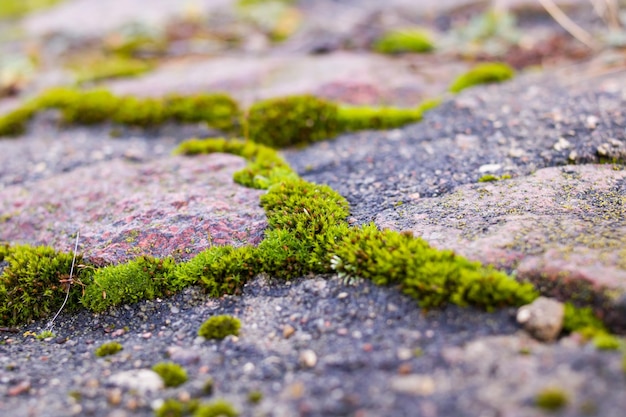 Groen mos op een grijze stenen close-up