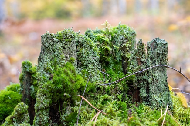 Groen mos op een oude stomp op de achtergrond van het de herfstbos