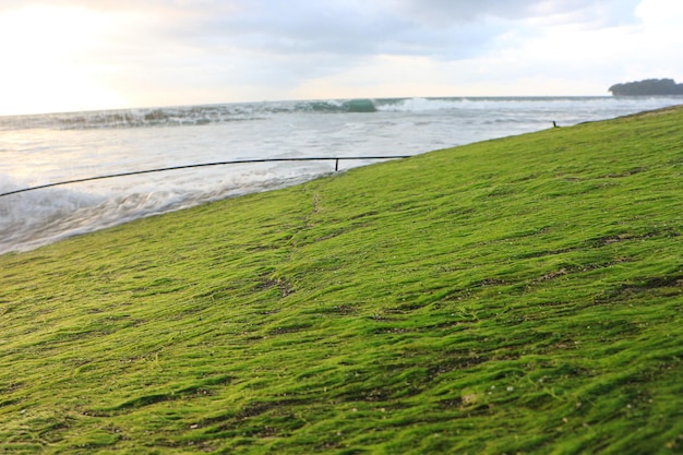 Foto groen mos op het strand. met uitzicht op de zonsopgang en de zeegolven