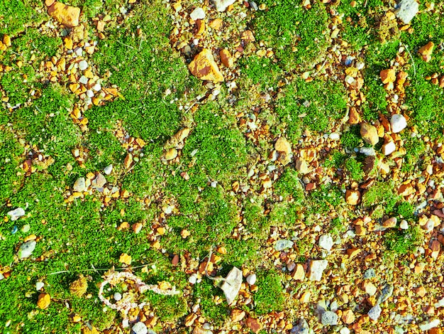Groen mos op oranje stenen. close-up, bovenaanzicht