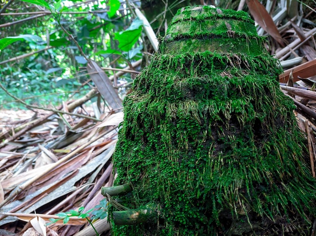 Groen mos op oude bamboewortels