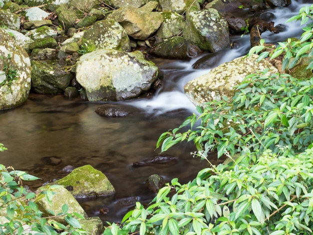 Groen mos op stenen op een rivier in het zeer groene bos met kleine waterval